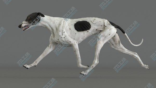 images/goods_img/20210312/3D model Greyhound 4 Animated/4.jpg